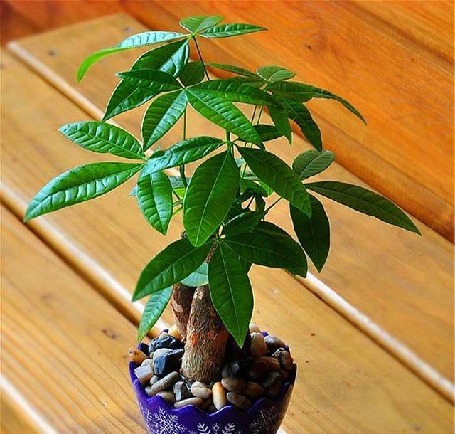 怎么捉蝎子最好的方法：专业指南与技巧