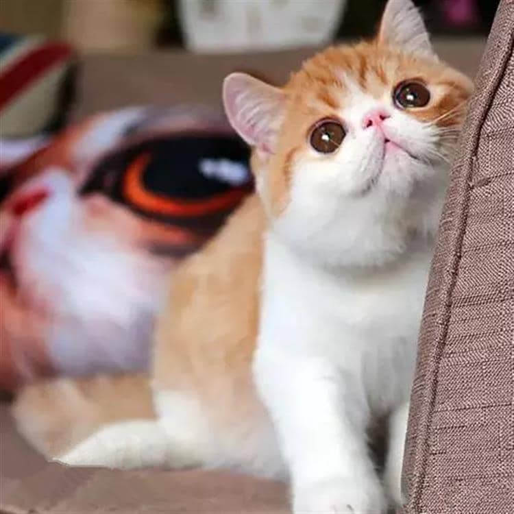 狗狗三针疫苗是什么