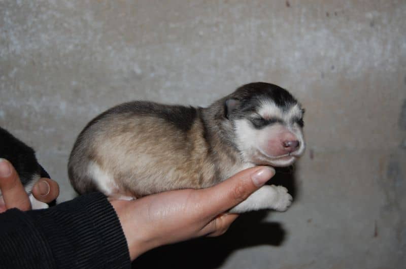 猫咪隐睾怎么造成的：揭开这一神秘现象的面纱