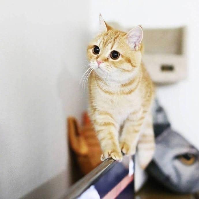 狗狗蘑菇头怎么剪？打造可爱宠物的简易造型指南