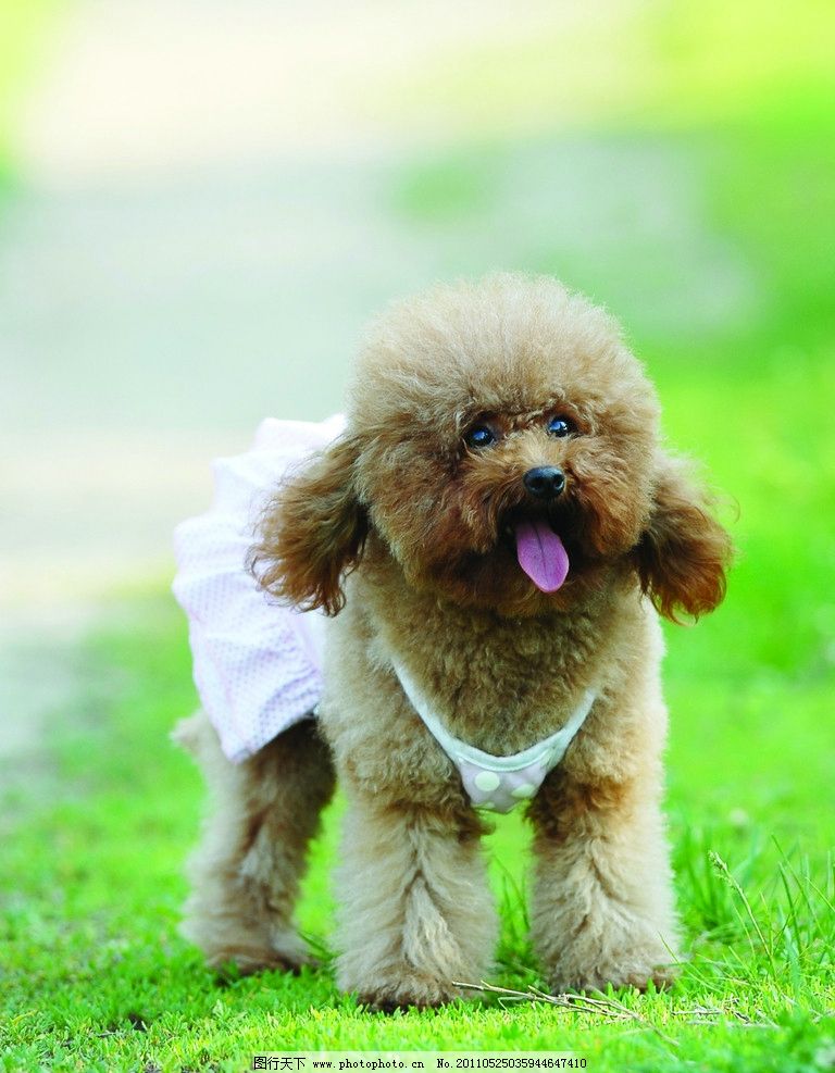 狗狗胃口变差——揭开背后的隐忧