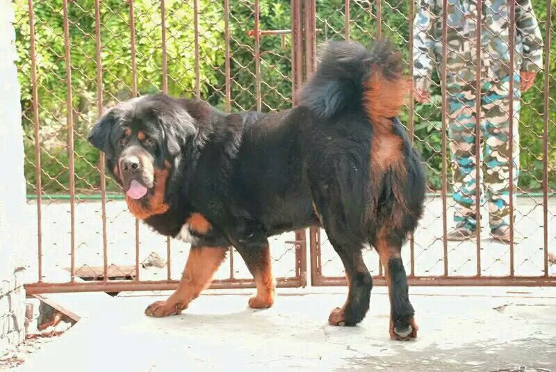 狗狗腹部喘：揭秘背后的原因与应对方法