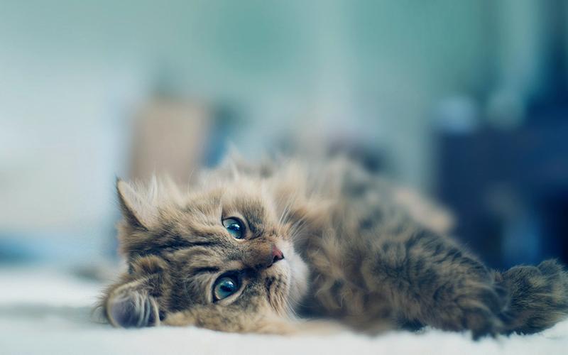 狗狗贵宾呕吐：及时应对宠物健康危机