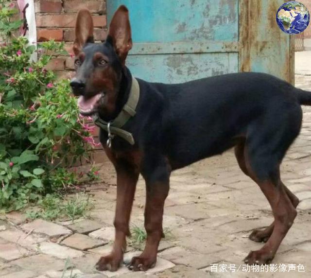 狗狗输液图背后的温情故事与护理知识