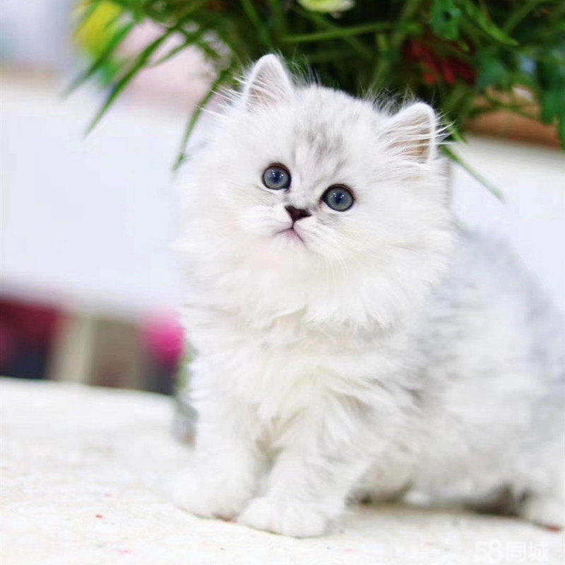 猫咪脂肪瘤大全：揭秘毛孩子们的“软垫”秘密