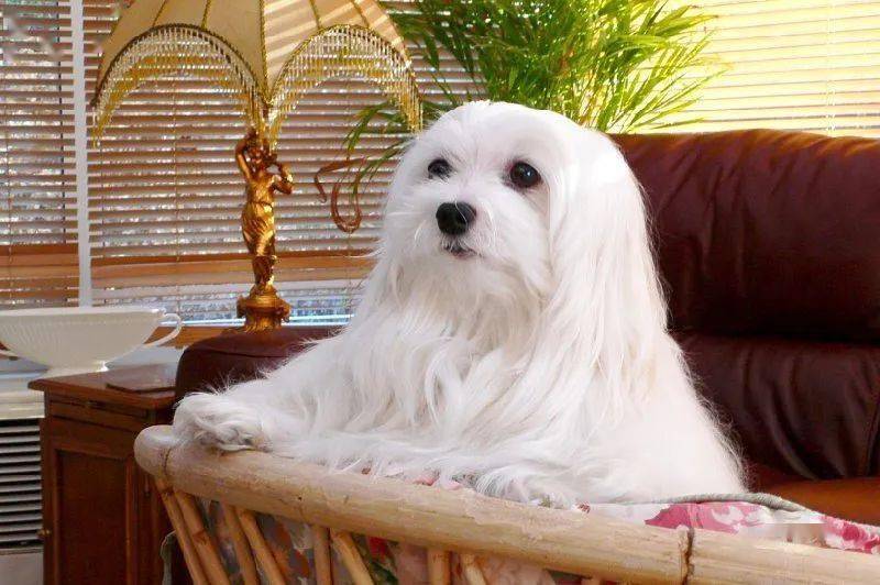 猫咪口腔发炎多久能好