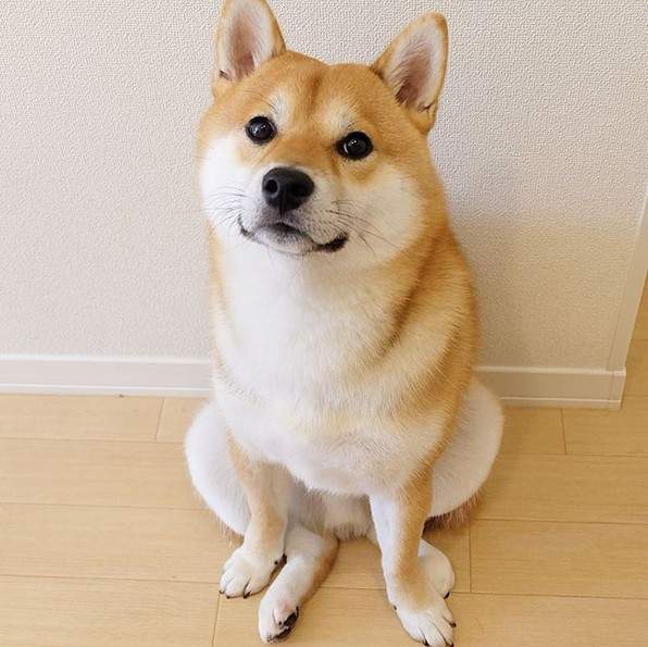 狗狗能吃哪些食物