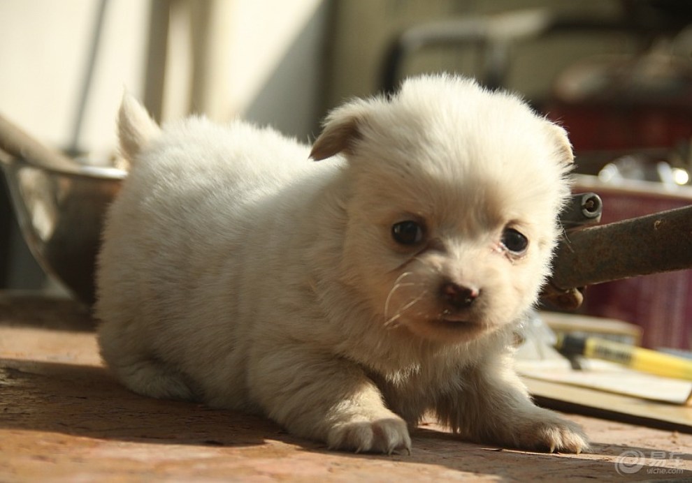 “狗狗出去没回来”：寻找失踪宠物的心酸历程