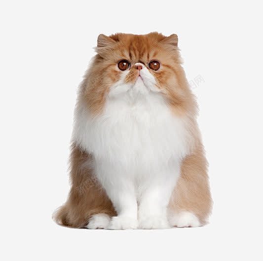 训练狗狗玩飞盘：开启宠物与主人间的趣味互动