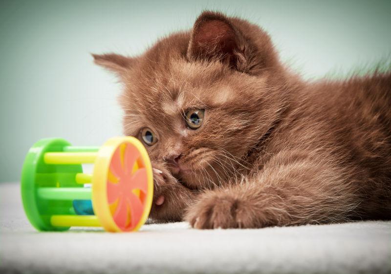 狗狗三大傻：揭秘宠物护理中的趣味瞬间