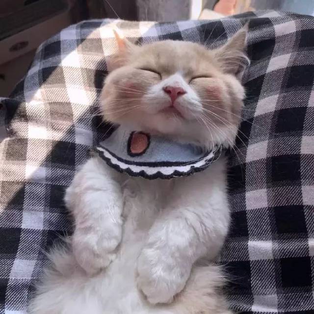 狗狗不理我怎么办？揭秘背后的情感密码