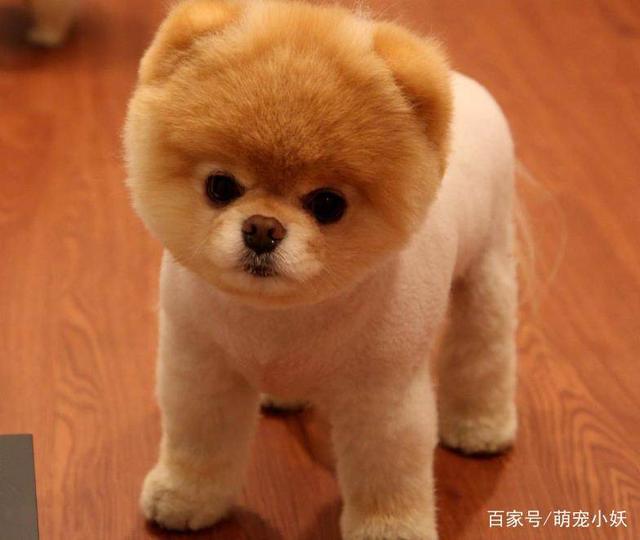 猫咪适合关在笼子里吗？