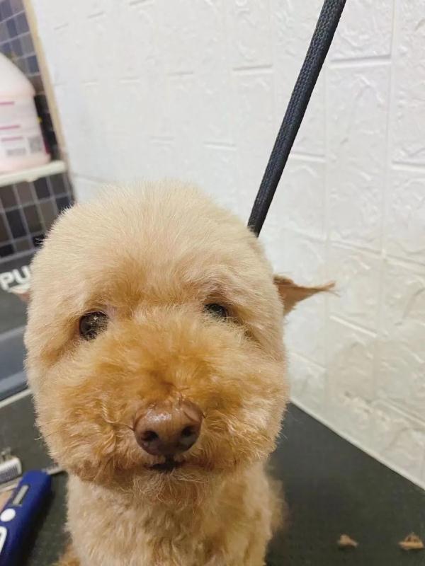 猫咪必须得打疫苗吗？