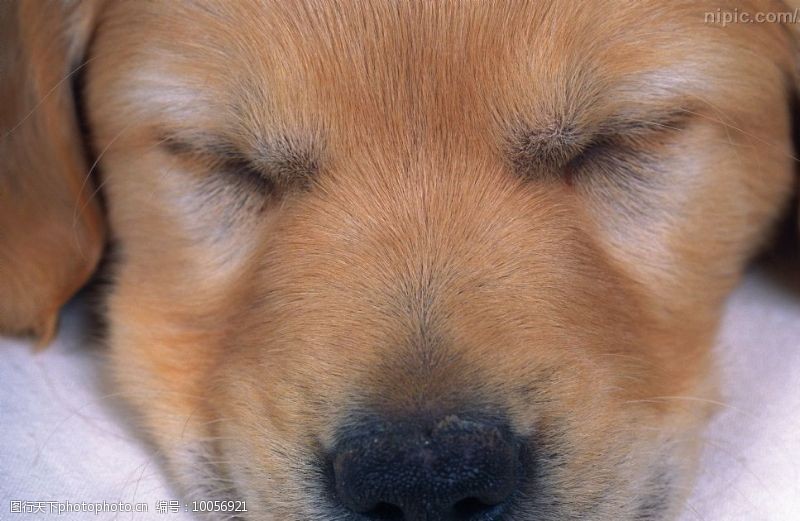 猫咪鼻子干流鼻涕：揭开宠物健康的神秘面纱