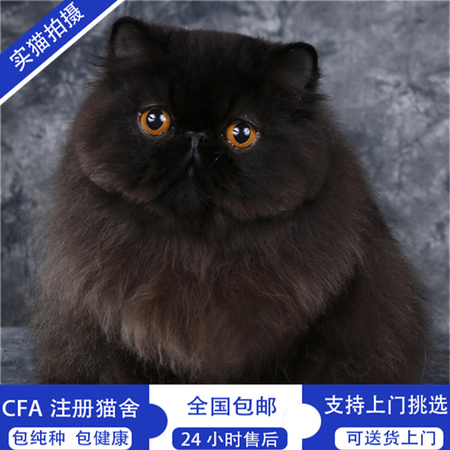 狗狗频繁哮喘：关爱宠物健康的警钟