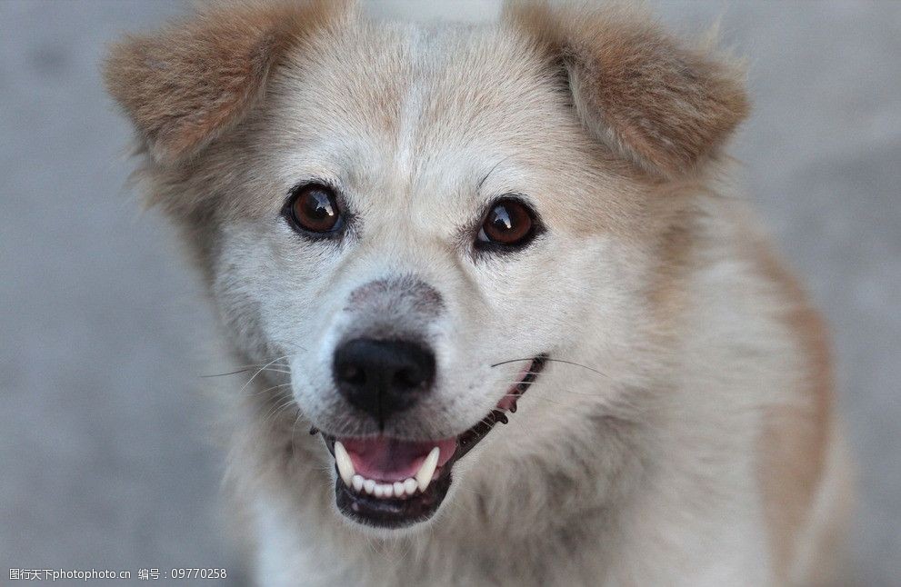 狗狗是吃狗粮好还是饭好？