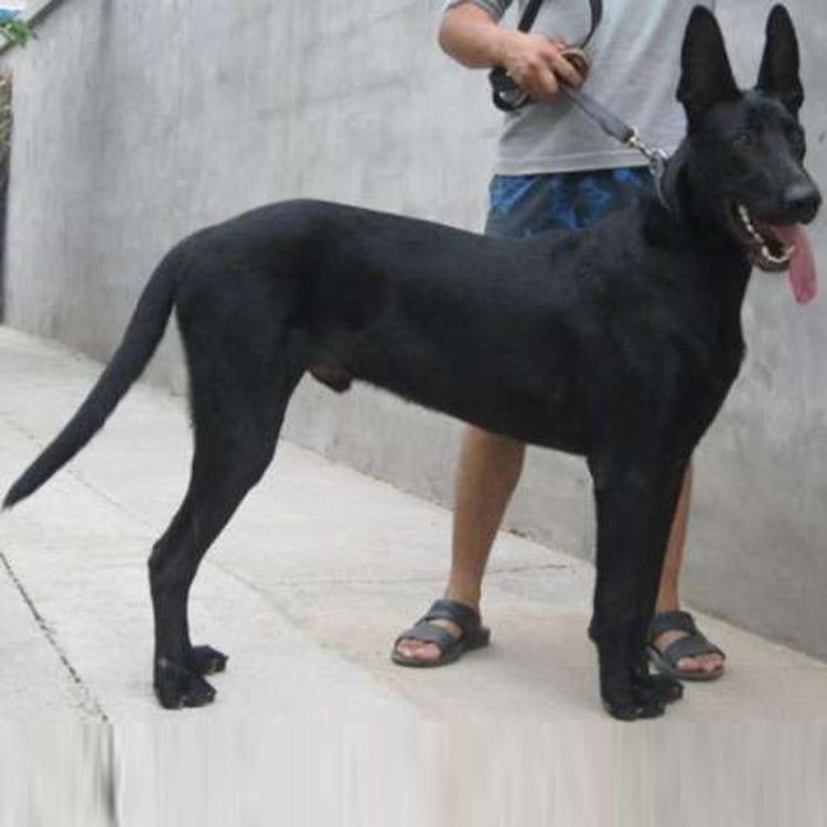 芬兰的狗狗：北欧风情中的宠物护理典范