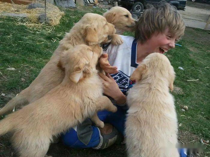 狗狗故意乱拉尿——揭秘背后的真相