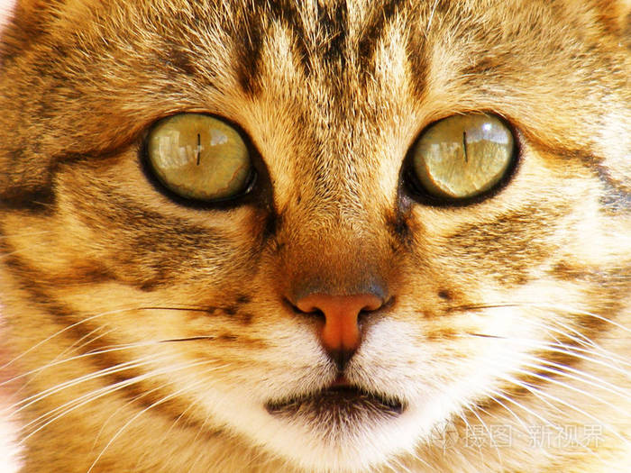 狗狗不常叫——揭秘宠物世界的安静秘密